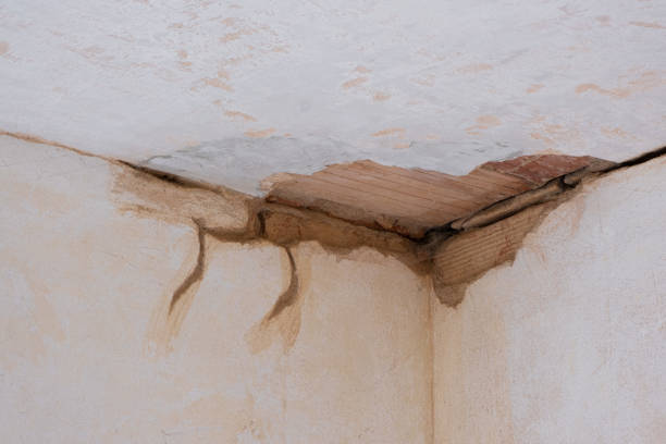 Best Professional water damage repair  in Laredo, TX